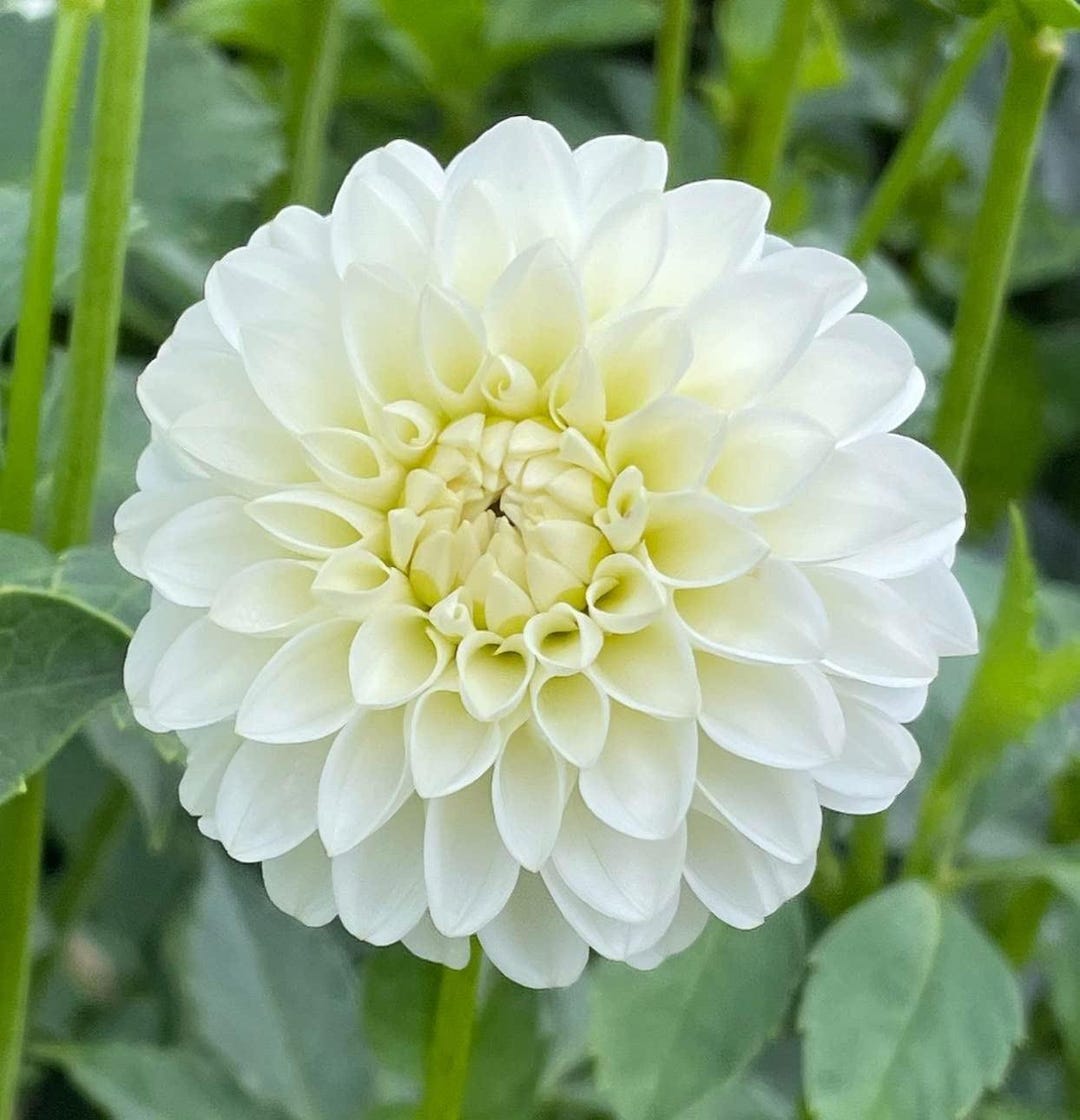 Votaniki White Dinner Plate Dahlia Flower Bulbs for Planting | Easy to ...