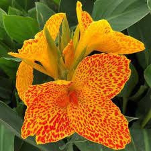 Votaniki Picasso Dwarf Canna Lily Bulb – 1 Perennial Flower Seeds for Planting Outdoors Leopard Canna Bulbs for Planting Garden Decor - Lily