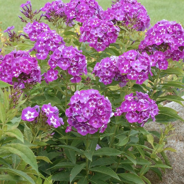 Votaniki Phlox Laura Bare Root - Perennial Phlox Paniculata ‘Laura’ (Garden Phlox) | Star Shaped Flowers, Summer Flowering Phlox - Easy to G