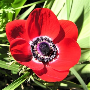 Votaniki Anemone Giant His Excellency (Windflowers) - Hardy Perennial & Attracts Pollinators, Striking Red Anemone Bulbs for Planting | Spri
