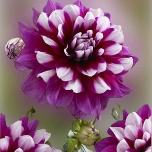 May include: Close-up of a vibrant dahlia flower with alternating purple and white petals. The flower is in full bloom, showcasing its intricate layers and textures. Several buds and other dahlias are also visible.