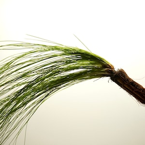 May include: A bunch of green grass with a brown root system.