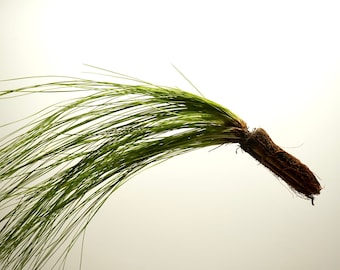 Indian Long leaf Pine seedling Tree 20+ inches Pinus Palustris Tree