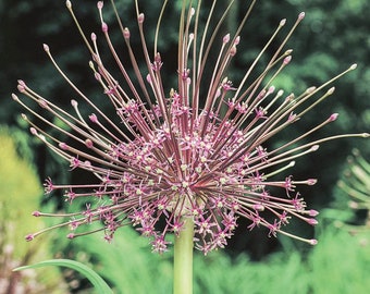 May include: A close-up of an Allium flower, also known as a flowering onion. The flower head is a spherical cluster of small, star-shaped, purple-pink florets. Long, slender stems radiate outwards from the center, each tipped with a small bud. The stem is green.