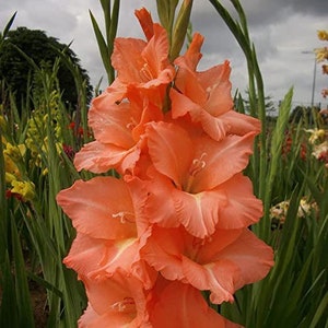 Votaniki Peter Pears Gladiolus Flower Bulbs for Planting in Spring - 10 Bulbs for Spring Planting Outdoor Planters Perennial Flower Seeds -