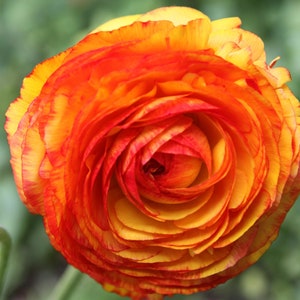 Votaniki Picotee Orange Ranunculus - Perennial (Persian Buttercup) Ranunculus Bulbs for Planting | Large Flowering Orange Ranunculus (7+ cm