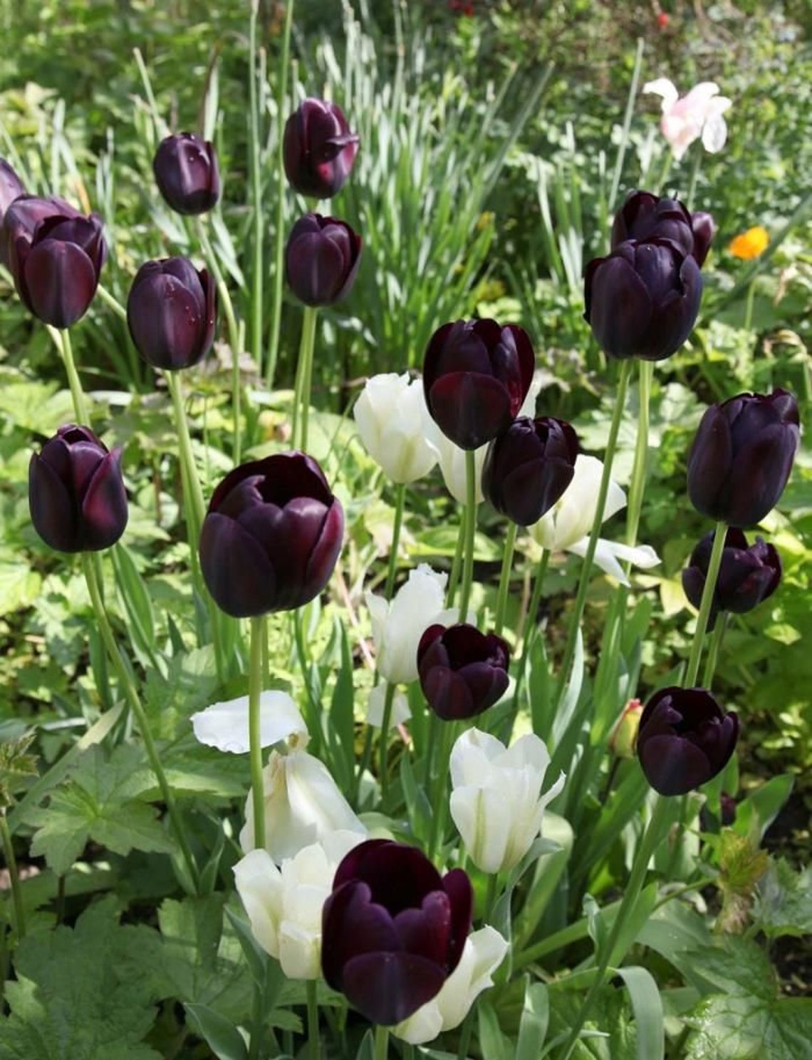 Preorder Queen of Night Black Tulip Bulbs Top Size Tulips Etsy