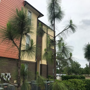May include: A yellow and orange brick building with a brown roof. Two tall pine trees are in front of the building. There are several air conditioning units in front of the building.