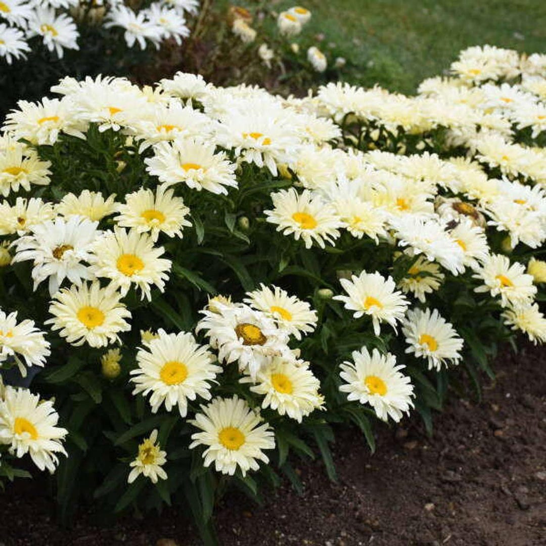 Votaniki Seventh Heaven Shasta Daisy - Herbaceous Perennials ...