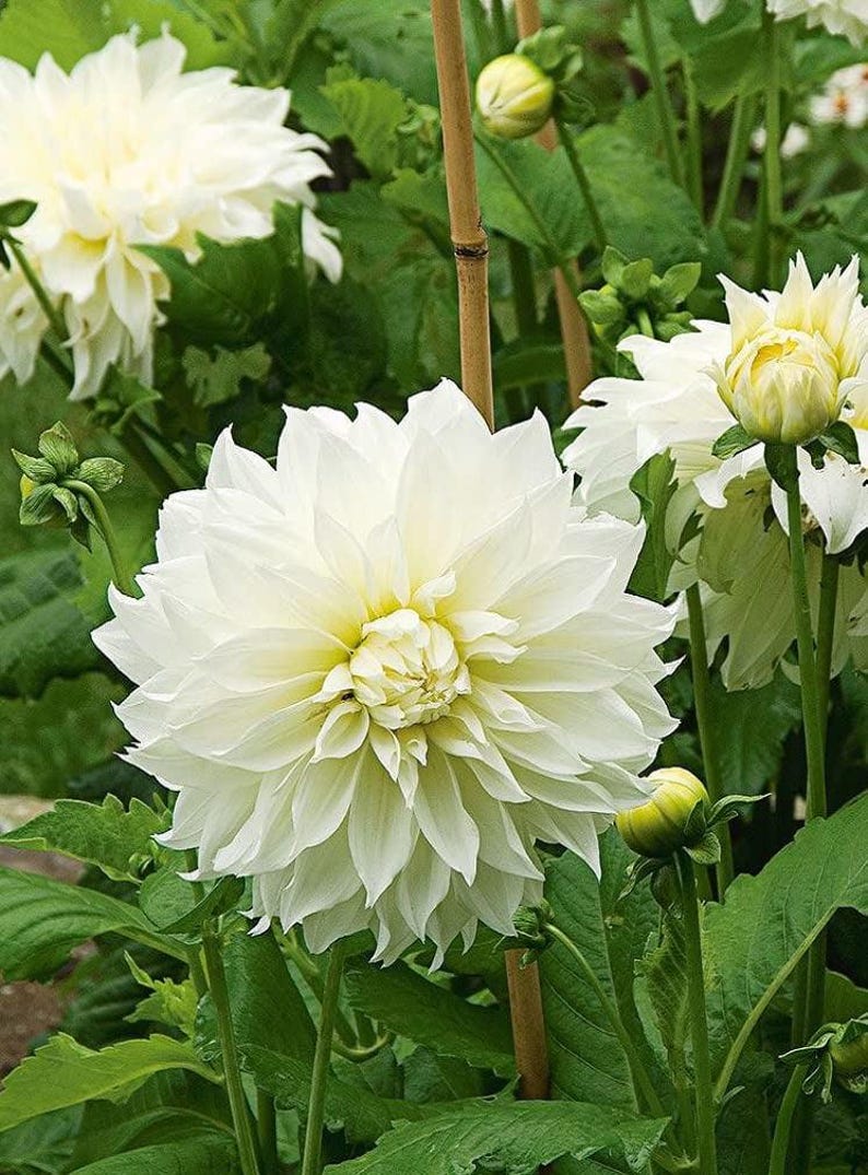 Votaniki White Dinner Plate Dahlia Flower Bulbs for Planting | Easy to ...