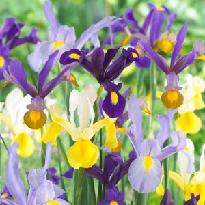 May include: A vibrant collection of iris flowers in full bloom. The image showcases a variety of colors, including deep purple, light purple, yellow, and white. The flowers have a distinctive shape with three upright petals and three drooping petals.