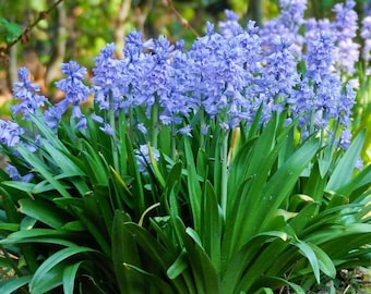 Votaniki Scilla Hyacinthoides Campanulata Blue - Vibrant Bluebell Flowers for Spring, Hardy Perennial Flower Wood Hyacinths (Spanish Bluebel
