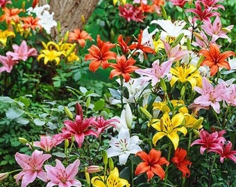 Lilium A 'forever Susan' | Bicolor Asiatic Lily, Bold Unique Cut Flower -  Etsy