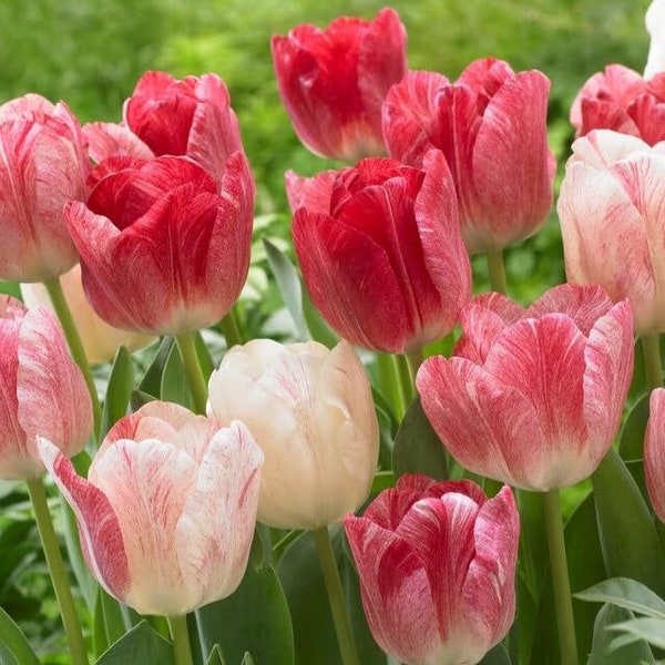 Votaniki Hemisphere Tulip Bulbs - Perennial Tulip, Long Lasting Blooms, Color Changing Tulip | Perfect Addition to Any Garden - Easy to Grow