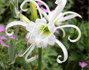 Votaniki Peruvian Daffodil Bulbs Spider Plant - Live Plants Outdoor Spider Plants Live House Plants Bulbs for Planting - Flower Bulbs for Sp