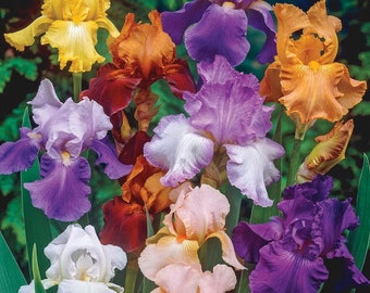 Random Colors Mix Bearded Iris Rhizome Blue Pink Purple Orange Yellow Colored Bearded Iris Bulb Large Rhizome