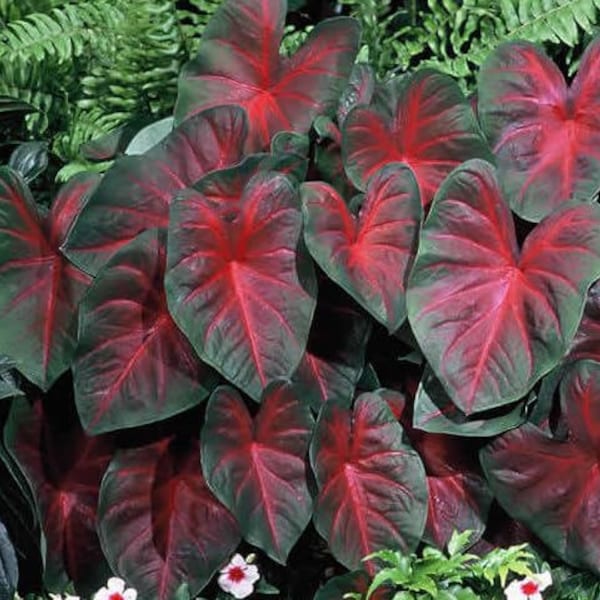 Votaniki John Peed Caladium - Perennial Caladium Bulbs for Planting, | Red and Green Leaf Caladium - Easy to Grow & Low Maintenance