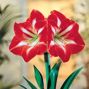 Votaniki Amaryllis Cocktail - Perennial Flowering Bulbs for Planting | Large Blooms, Hippeastrum &#39;Cocktail&#39; Amaryllis - Winter Flowers, Easy