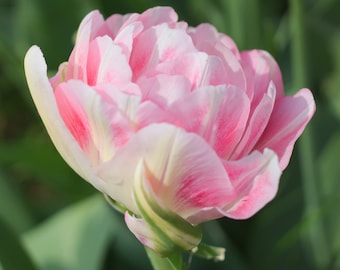 Angelique Tulip Bulbs Angelique Tulips Top Size 12+ Large Tulipa Bulbs