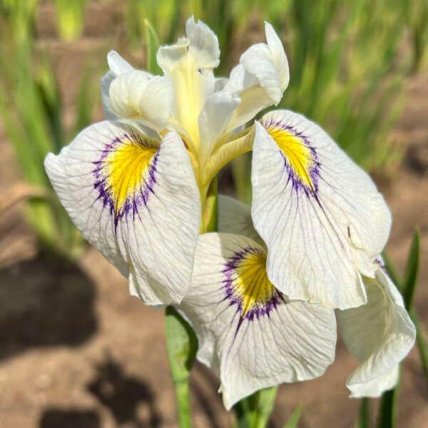 Votaniki Iris pseudata 'Eye Liner' (Pseudata Iris) 1 Size Root for Planting - Beautiful Bi-Color Perennial Iris for Summer Blooms Easy to