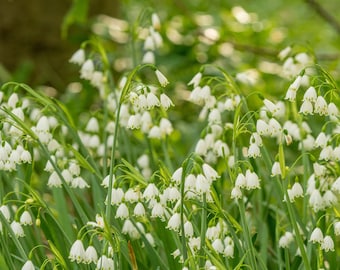 Votaniki Leucojum Aestivum (Summer Snowflake) Bulbs - Large Flower, Perennial & Long Lasting Blooms | Spring Flower Bulbs, Summer Snowflake