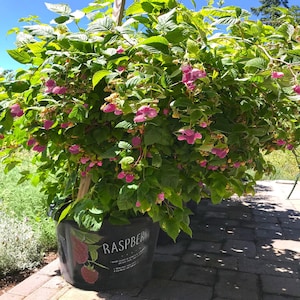 May include: A lush raspberry plant in a black pot, laden with green leaves and clusters of pink berries. The pot is labeled "RASPBERRY" with a graphic of the fruit. The plant is on a brick patio, with sunlight illuminating the foliage.