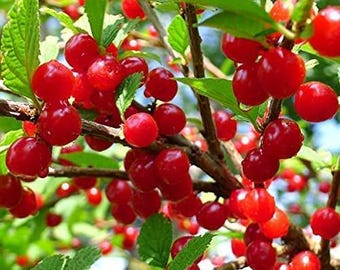 Votaniki Starter Plant Fruiting Red Nanking Cherry Trees Live Plants - Dwarf Cherry Tree Tart Cherry Fruit Tree Bush Cherry Plants Live Dwar