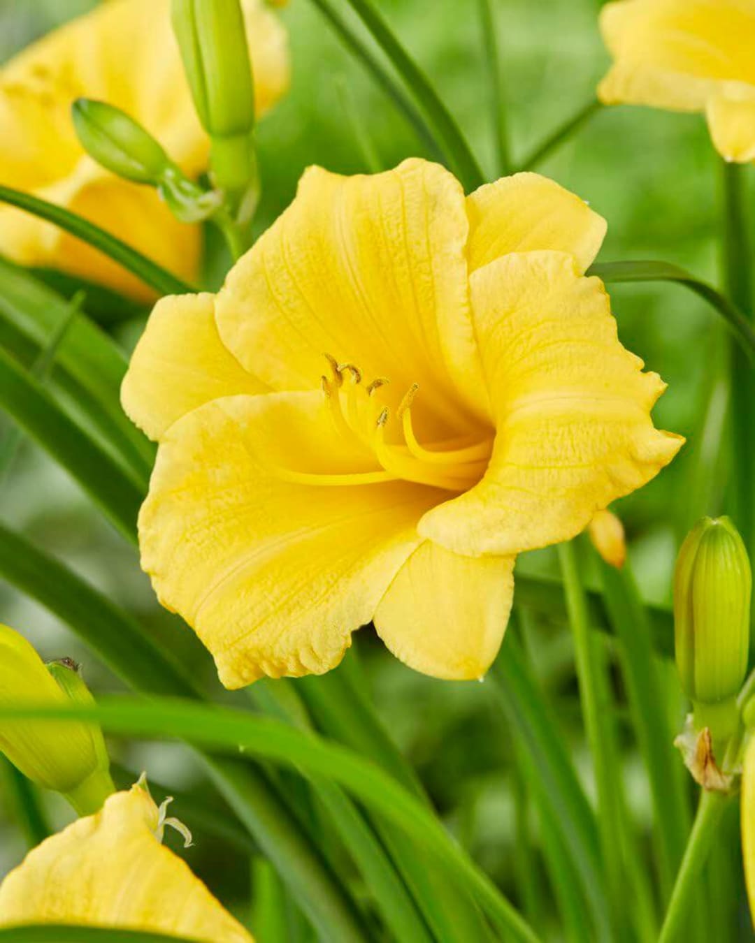 Votaniki Stella D' Oro Daylily Bulbs - Long Lasting Blooms, Attractive ...