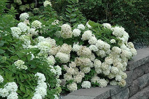 1 Gallon Pee Gee Hydrangea Bare Root Tree - Hydrangeas/live