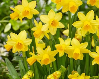 Tete A Tete Miniature Daffodils Large Healthy Bulbs Prechilled Daffodil Bulbs Ready For Blooms!