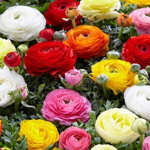 May include: A bouquet of colorful ranunculus flowers in shades of white, red, orange, yellow, pink, and purple. The flowers are arranged in a cluster, with some buds still closed.