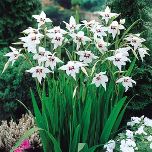 May include: A cluster of white Gladiolus flowers with dark maroon centers and long, green, sword-shaped leaves. The flowers are in full bloom, showcasing their delicate petals. The image is set against a backdrop of green foliage.
