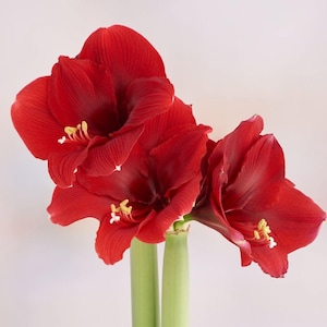 Votaniki Amaryllis Peruvian &#39;Olaf&#39; Bulbs Ready to Bloom - Large Flowering Amaryllis for Stunning Displays | Spectacular Indoor & Outdoor Flo