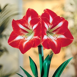 Votaniki Amaryllis Cocktail - Perennial Flowering Bulbs for Planting | Large Blooms, Hippeastrum &#39;Cocktail&#39; Amaryllis - Winter Flowers, Easy