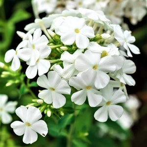 May include: Close-up of a cluster of white phlox flowers with yellow centers. The petals are delicate and slightly rounded, with a soft texture. The flowers are set against a backdrop of green foliage, creating a natural and vibrant scene.