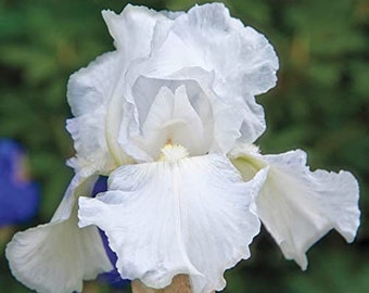 Snow White Bearded Iris Rhizome White Bearded Iris Bulb Large Rhizome