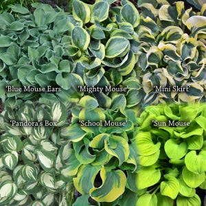 May include: A collection of hosta plants with various leaf colors and patterns. The image includes varieties labeled 'Blue Mouse Ears', 'Mighty Mouse', 'Mini Skirt', 'Pandora's Box', 'School Mouse', and 'Sun Mouse'. The leaves range from green to yellow and white.