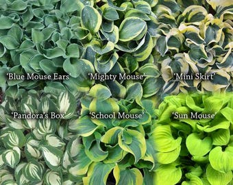 Votaniki Hosta Mini Mix 2 Inch Plants - Perennials, Mix Hosta Plants (Blue Mouse Ears, Mighty Mouse, Mini Skirt, Pandora's Box, School Mouse