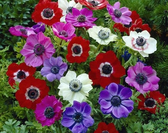 Votaniki Anemone De Caen Mix Bulbs - Long Lasting Vibrant and Colorful Flowers for Garden - Perennial, Fast Growing Anemone Flower Bulbs for