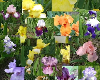 May include: A collage of various iris flowers in full bloom. The flowers display a range of colors, including yellow, orange, purple, pink, and white. Green foliage surrounds the flowers, creating a natural backdrop.
