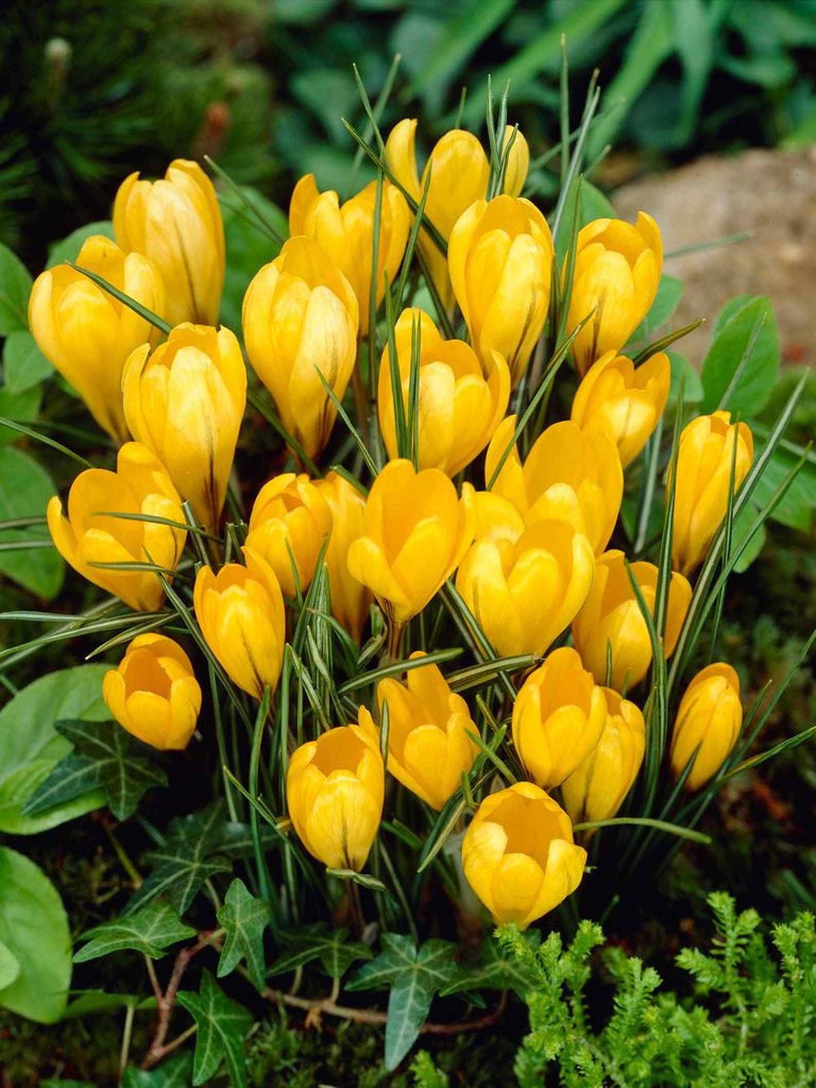 Preorder Yellow Mammoth Dutch Crocus Flower Bulbs Purple Etsy