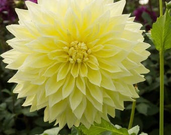 Votaniki Kelvin Floodlight Dahlia Bulbs for Planting - Perennial, Large Blooms, Dinnerplate Dahlia Bulbs | Long-Lasting Blooms