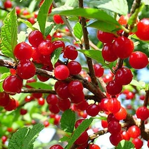 Votaniki Starter Plant Fruiting Red Nanking Cherry Trees Live Plants - Dwarf Cherry Tree Tart Cherry Fruit Tree Bush Cherry Plants Live Dwar