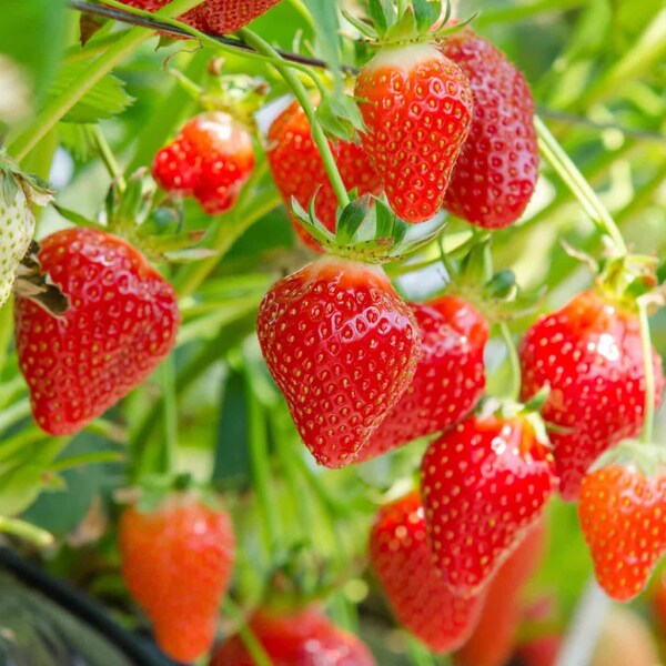 Votaniki Quinault Everbearing Strawberry Roots - Juicy and Delicious Strawberry | Everbearing Strawberry Roots for Planting - Easy to Grow