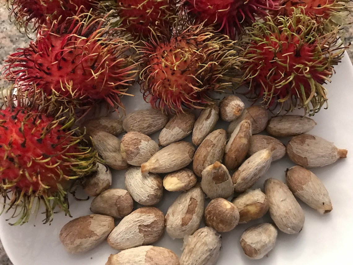 Rambutan Fruit Seeds | Etsy