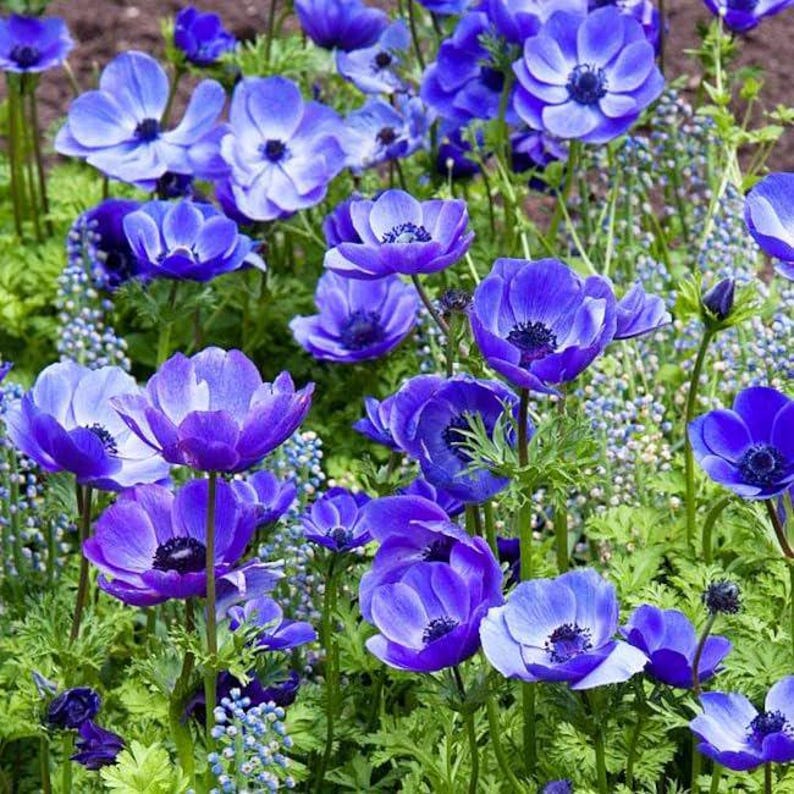 Votaniki Mr. Fokker Anemone Bulbs - Thumbnail 4