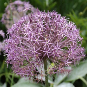 Votaniki Allium Giant Christophii Bulbs - Spectacular Blooms, Perennial Allium Christophii "Ornamental Onion" | Easy to Grow and Low