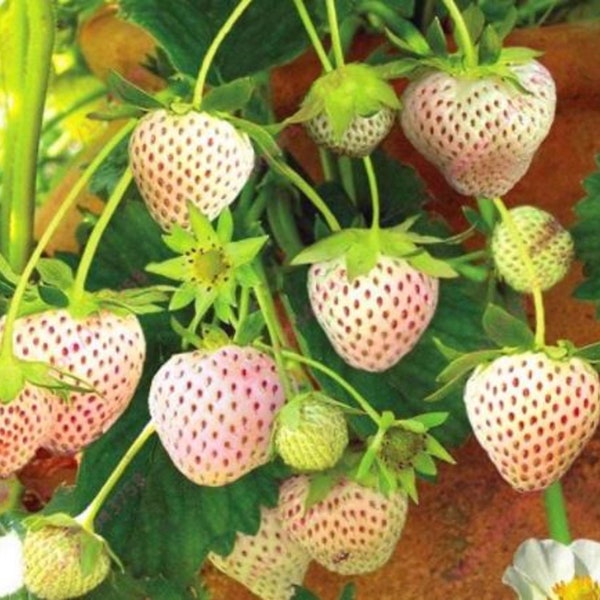 Votaniki Pineberry White Strawberry - Perennial Strawberry Grade 1 Bare Root Ready to Plant | Edible Strawberry, White Flowers & Pale Pink B