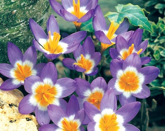 Sieberi Tricolor Crocus Jumbo Tricolor Crocus Flower Mix Dutch Crocus Perennial Flower Bulbs Large Top Size A+ Bulbs