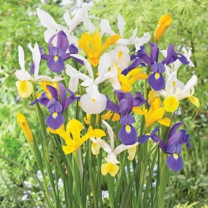 May include: A vibrant bouquet of iris flowers in full bloom. The flowers display a mix of colors, including white, yellow, and purple. The image showcases the intricate details of the petals and the green stems and leaves.